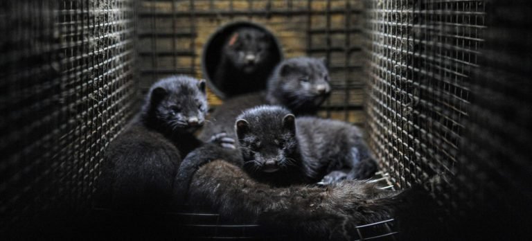 OMS notifica doce casos de una nueva mutación de la COVID-19 ligada a los visones de granja