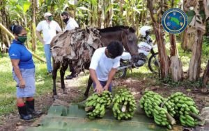 Policías recibirán 120 millones de colones en banano durante año y medio, confirma Ministerio de Seguridad