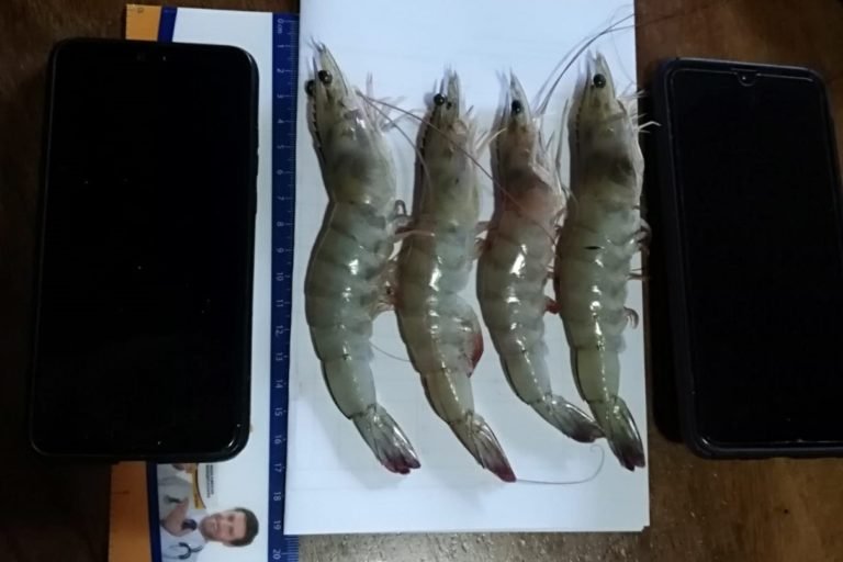 MarViva propone soluciones sostenibles para el abastecimiento de camarón en Costa Rica