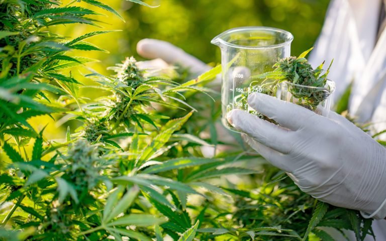 Nuevo reglamento facilitará elaboración y comercialización de productos medicinales a base de cannabis