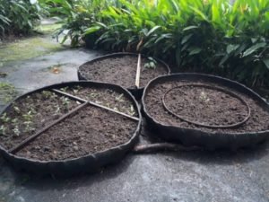 Estudiantes generan su propio alimento con programa de Seguridad Alimentaria y Huertas del MEP