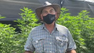 MAG a la espera de aprobación de ley que permite el cultivo de cáñamo