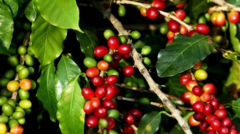 Mal comienzo para exportaciones de café en Nicaragua