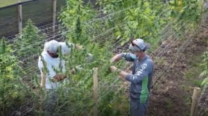 Investigación sobre cáñamo avanza: este fin de semana inició la cosecha en el INTA