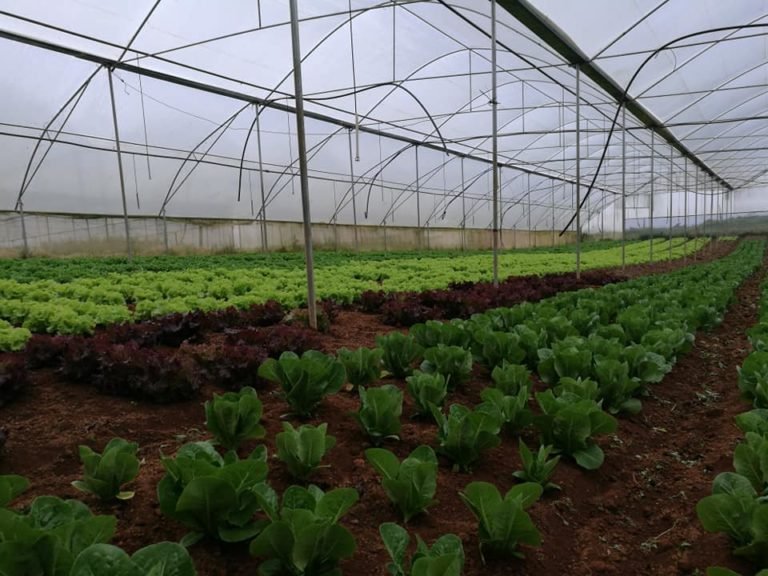 Sistemas agroalimentarios para el futuro de Centroamérica