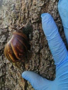 Declaran emergencia fitosanitaria nacional y regional para prevención y control del caracol gigante africano