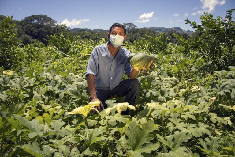 FAO publica la edición de 2021 de su Anuario estadístico sobre la alimentación y la agricultura en el mundo