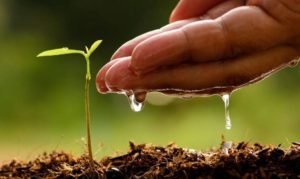 Huawei se une a iniciativa para reforestar zona norte