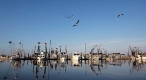 La “zona muerta” del golfo de México es mayor a lo anticipado, según nuevo estudio