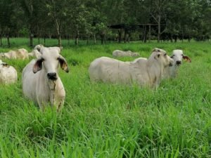 Lanzan nuevo programa SCALA para incrementar acción climática  en sector ambiental y agropecuario en Costa Rica