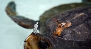 Tortugas marinas se rehabilitan en su propio hospital junto a una playa en Ecuador