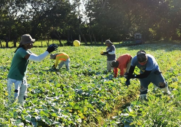 Cámara Nacional de Agricultura y Agroindustria solicita al Gobierno adoptar acciones para mantener y garantizar producción nacional