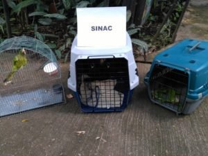 Sinac reforzará vigilancia para evitar delitos ambientales durante Semana Santa