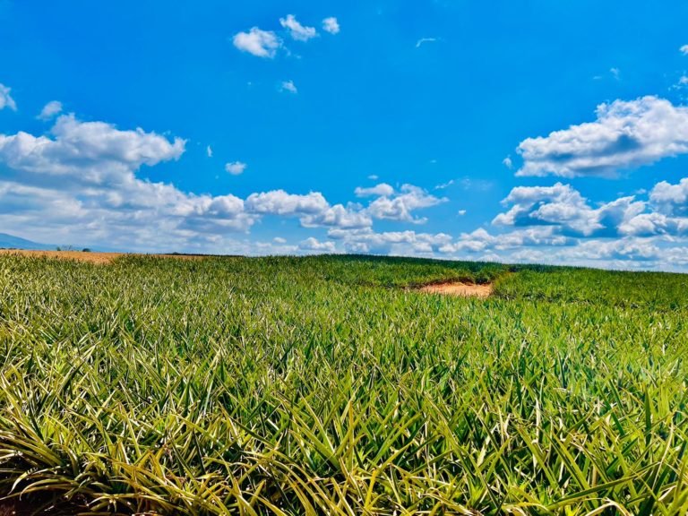 CANAPEP apoya intervención antidrogas en la Zona Huetar Norte y destaca imagen positiva para la industria piñera