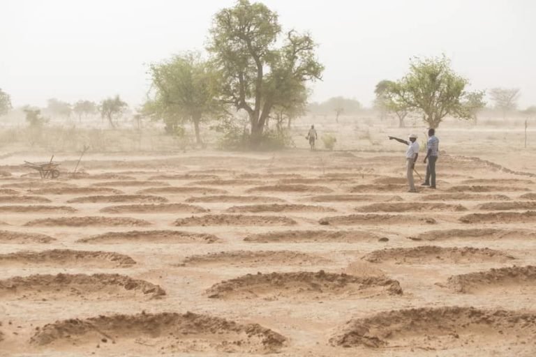 Devolver las tierras africanas degradadas a la vida