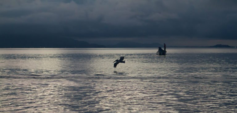 Pescadores ilegales amenazan con envenenar Golfo de Nicoya, denuncia MarViva