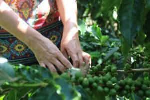 34 mujeres caficultoras lanzan al mercado nacional su primer café calidad de exportación