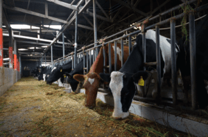 Dos Pinos utiliza sus residuos para crear abono