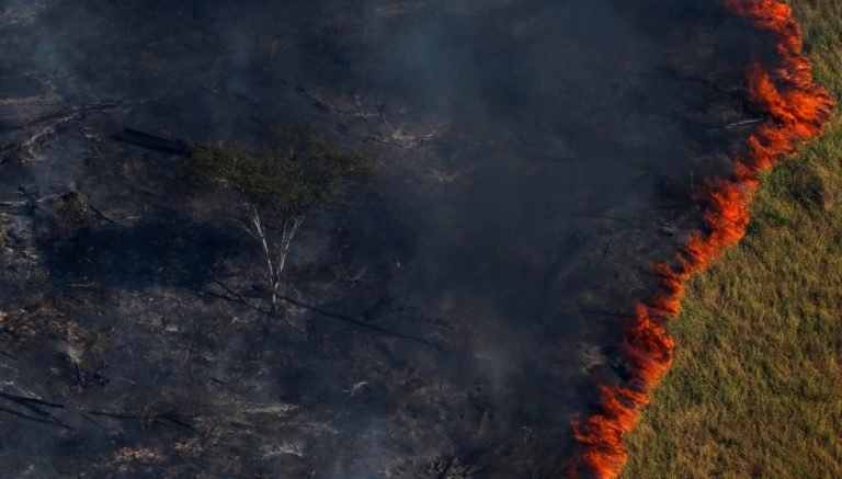 El apetito de China por la soya: ¿por qué se asocia al nuevo repunte en la deforestación del Amazonas?