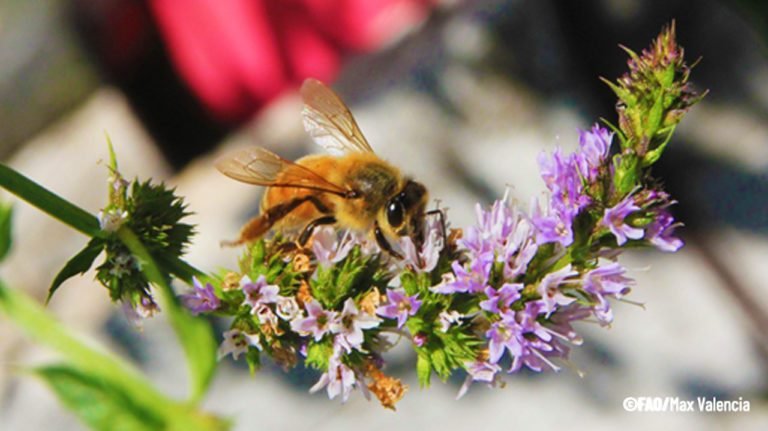 FAO busca proteger a insectos polinizadores en América Latina y el Caribe