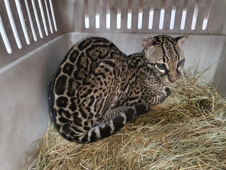 Caucel se recupera tras cirugía en Hospital de Especies Menores y Silvestres de la UNA