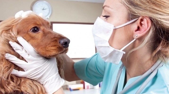 Obligatoriedad de uso de mascarilla se mantiene en centros médicos veterinarios