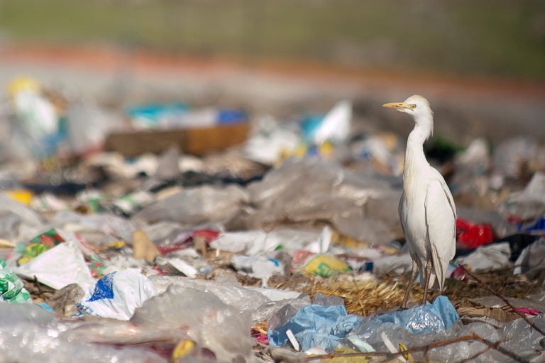 Ocho países de América Latina combatirán en conjunto la basura marina y la contaminación por plásticos