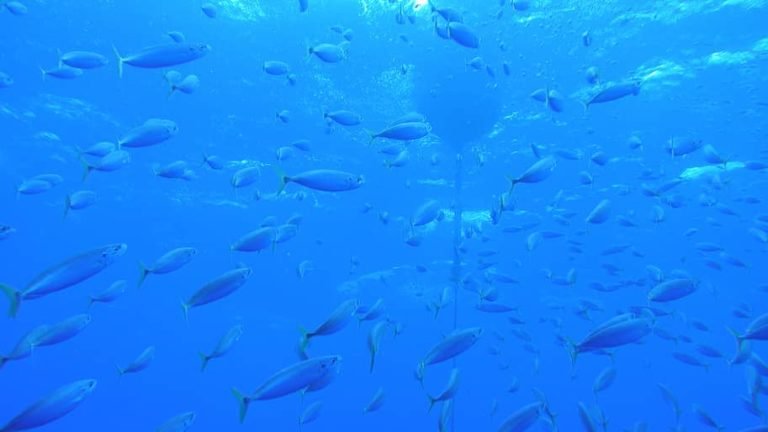 La tecnología ayuda a los pescadores a aprovechar nuevos recursos en el Pacífico Sur