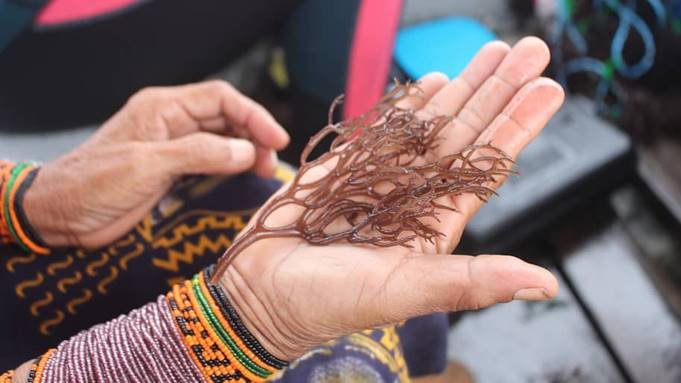 Las algas brindan nuevas oportunidades a los pescadores indígenas en Panamá