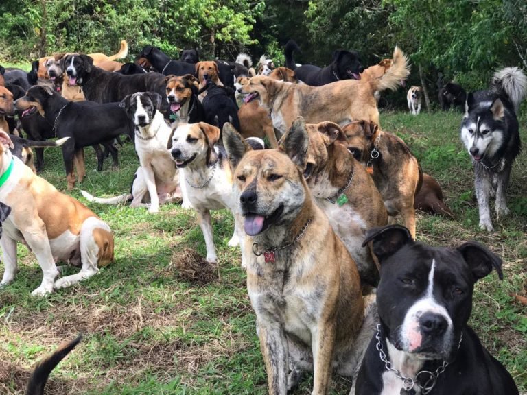 Leslye Bojorges dona ₡500.000 colones a Territorio de Zaguates