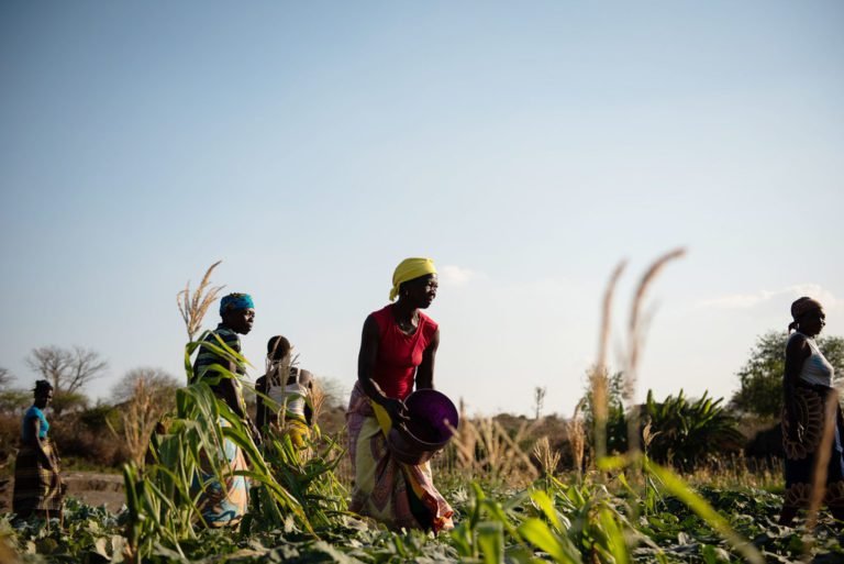 De la lucha a la agricultura: construcción de la paz en Mozambique