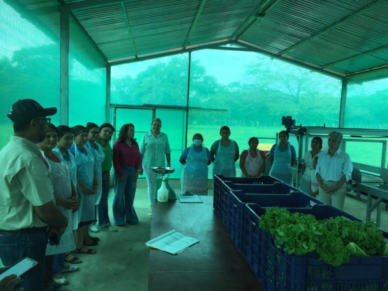 180 mujeres cultivan hortalizas gracias al apoyo de MAG, Inamu, organización y empresas privadas