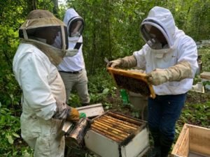 Apicultores contarán con azúcar para atender colmenas en época de lluvias