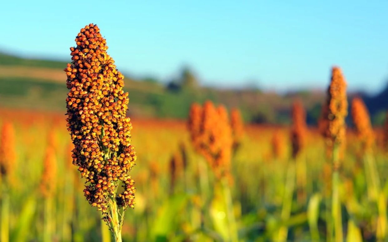 El sorgo podría ahorrar dinero a Costa Rica