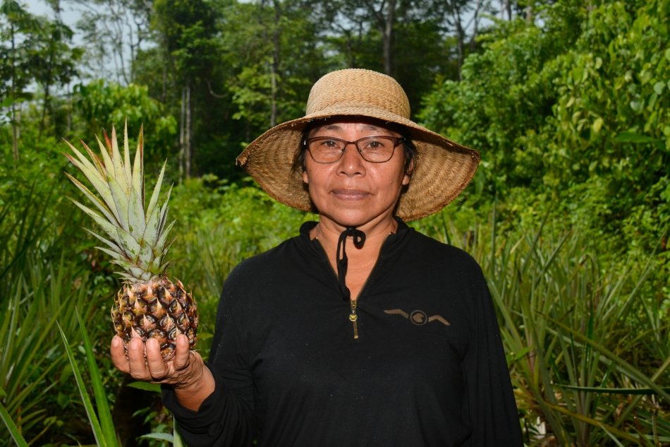 El potencial de la piña aparece escrito por todo el suelo arenoso de Suriname