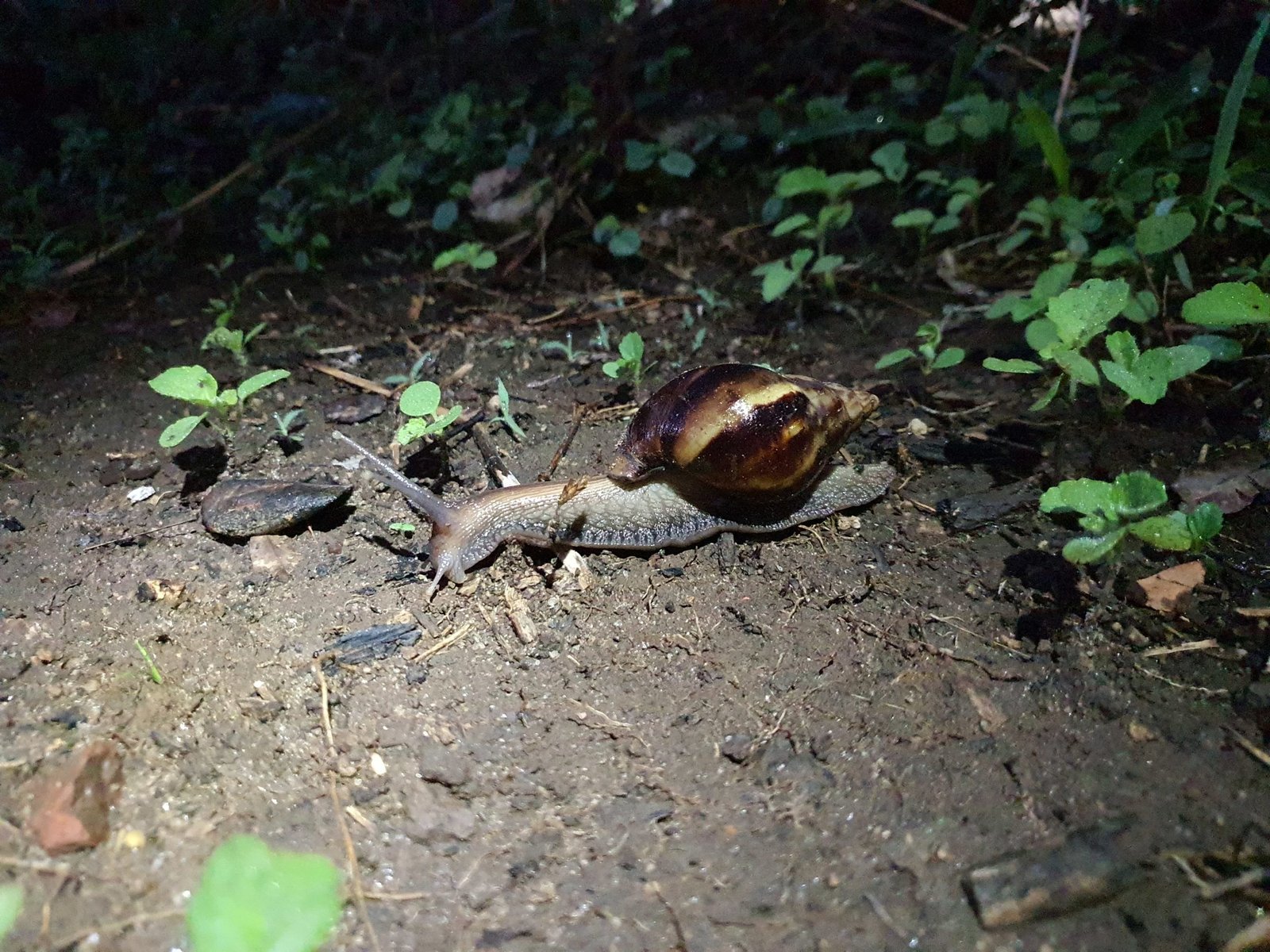 “Caracol gigante” no ha logrado dispersarse