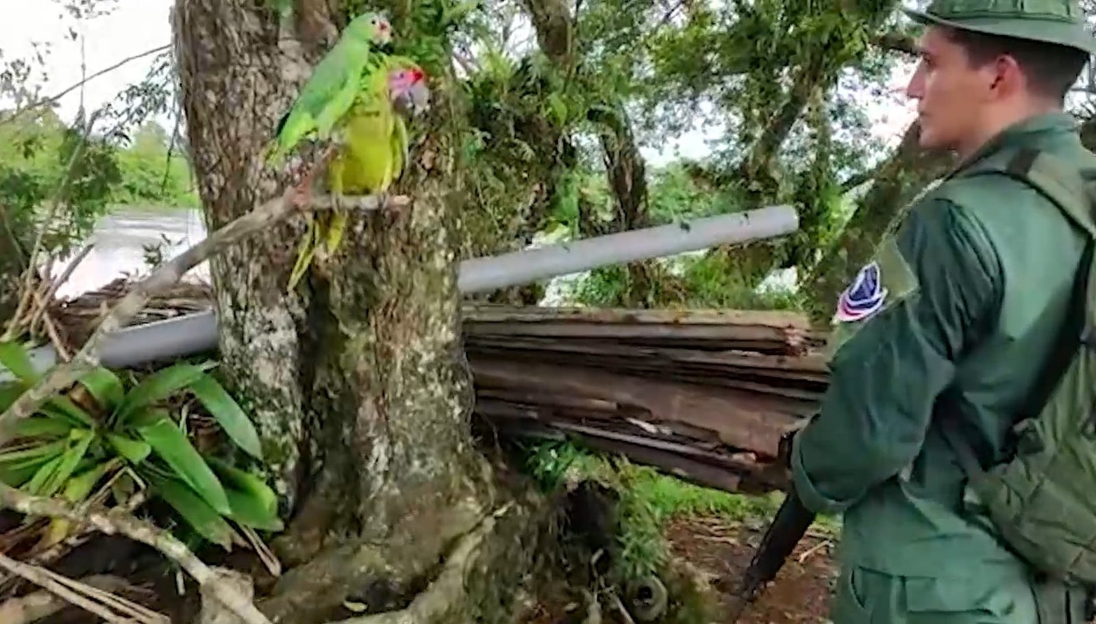 Policía de Fronteras rescata una lora copete rojo y una guacamaya verde que estaban en cautiverio