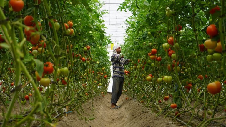 Agricultura inteligente en Uzbekistán