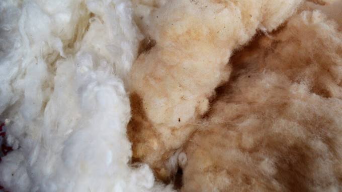 Reintroducir el algodón en el Ecuador