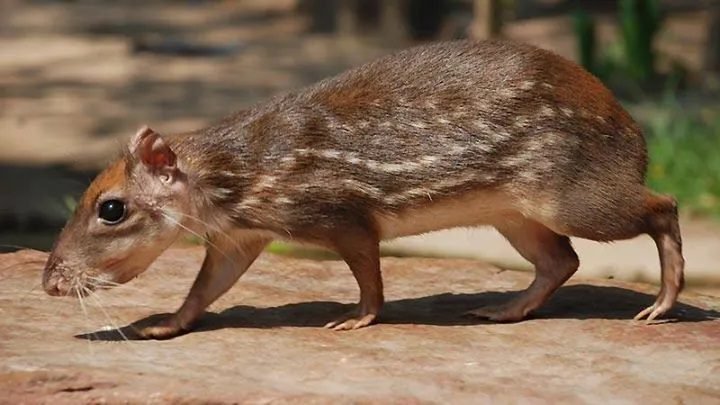 El tepezcuintle (Cuniculus paca)