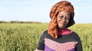 Devolver los nenúfares a la naturaleza y a las cocinas senegalesas