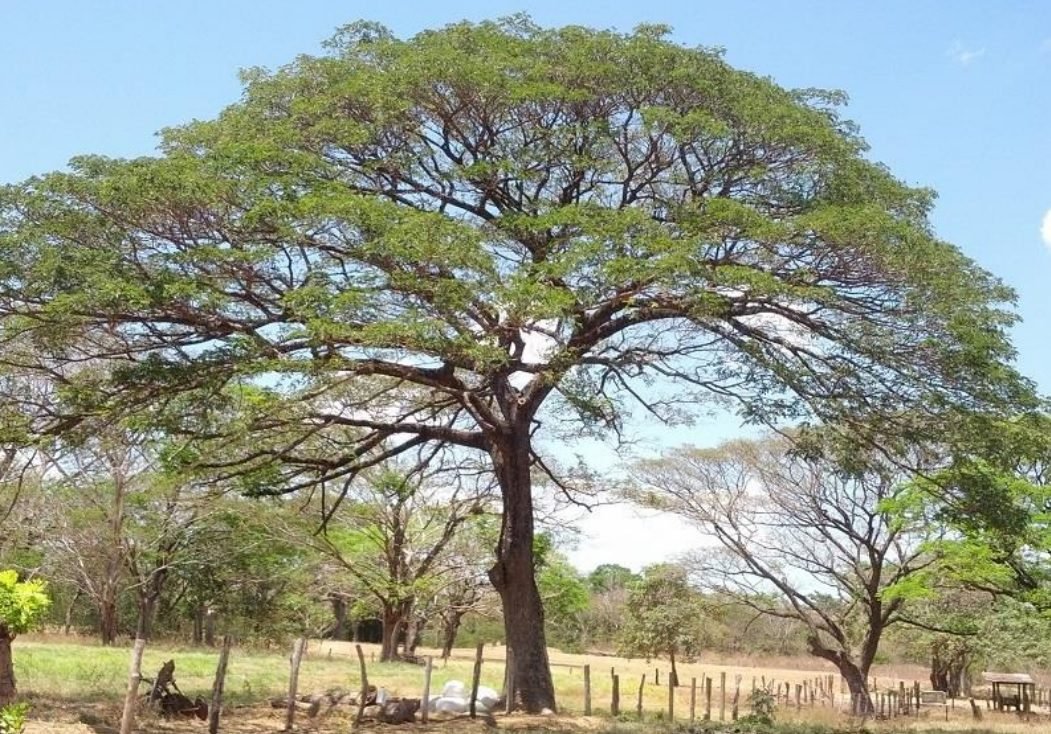 ¿Doble moral? Al promover producción sostenible en cumbre