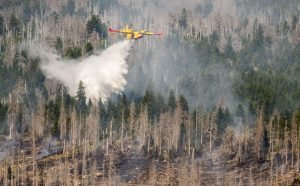 Alertan sobre el aumento de grandes incendios forestales en Alemania