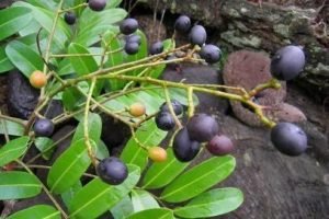El árbol de aceituno de Guanacaste una alternativa para aceite