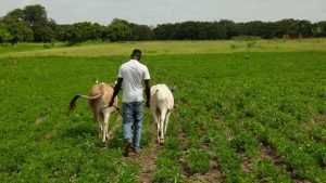 Tener éxito en casa en el Senegal