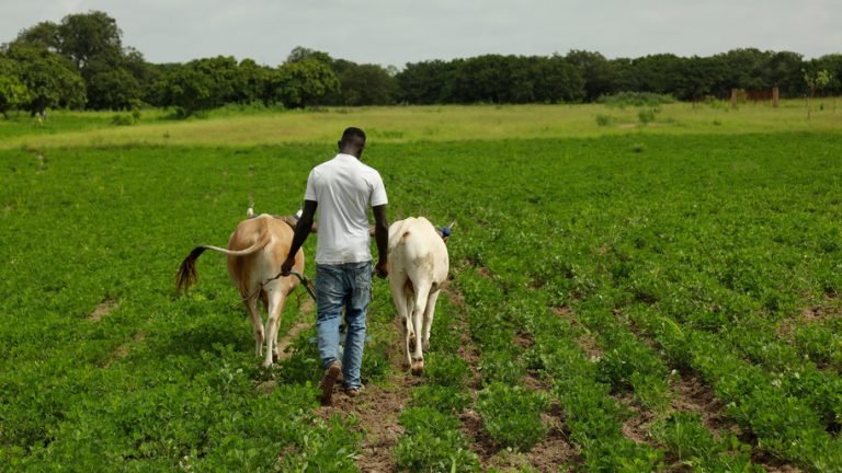 Cinco claves para entender la ganadería sostenible en América Latina y el Caribe