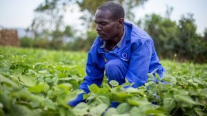 La agricultura supera a la imaginación
