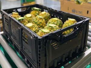 Cierre del Zurquí no afectó exportaciones de piña de Asociados de CANAPEP