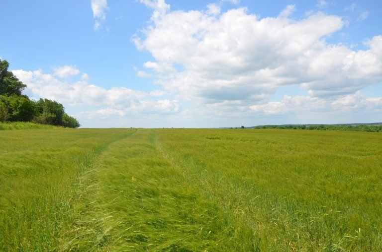 Asociación UE-FAO para garantizar recuperación y desarrollo de cadenas de valor agrícolas en Ucrania