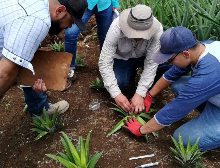 MAG actualizó procedimiento para pruebas de eficacia de agroquímicos